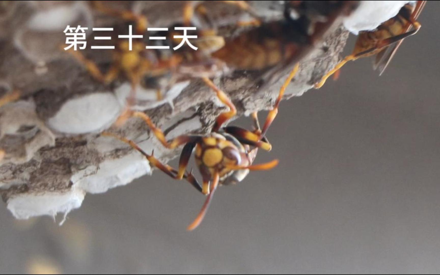 蜂筑巢,第三十三天