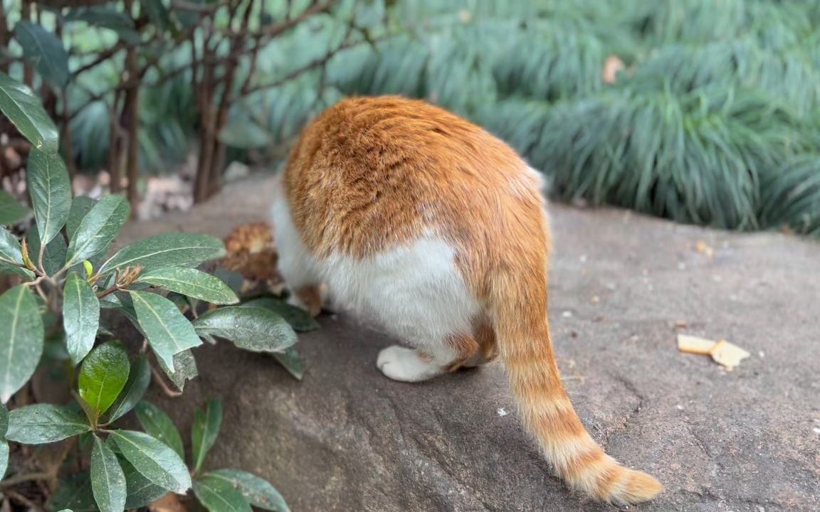 喵星散步·公园的小花喵_哔哩哔哩_bilibili