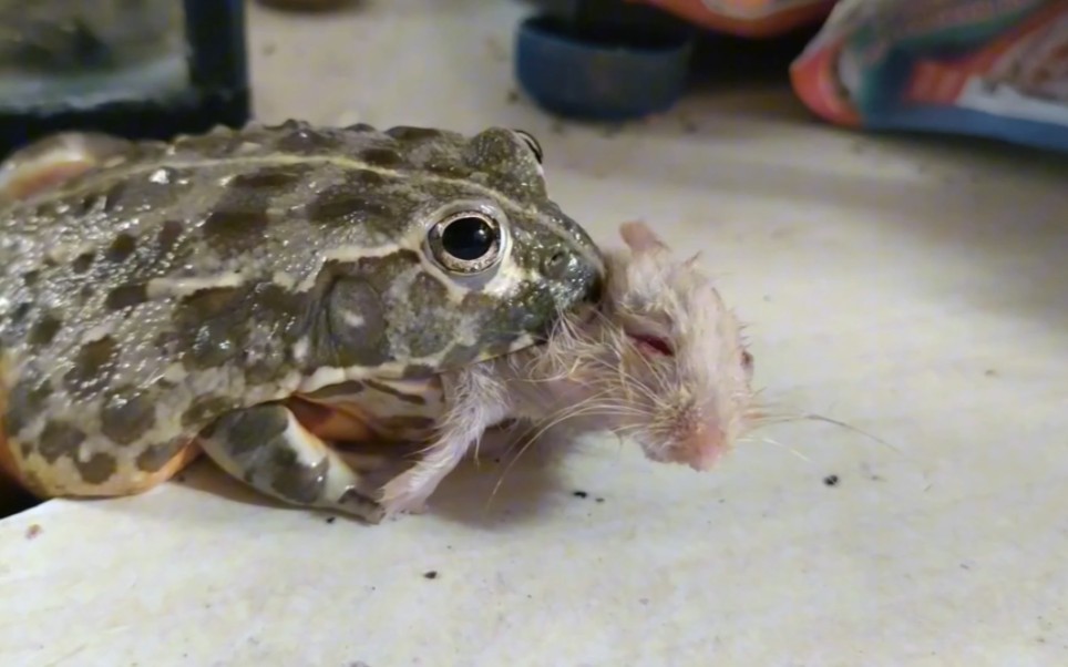 牛蛙狂吃老鼠!