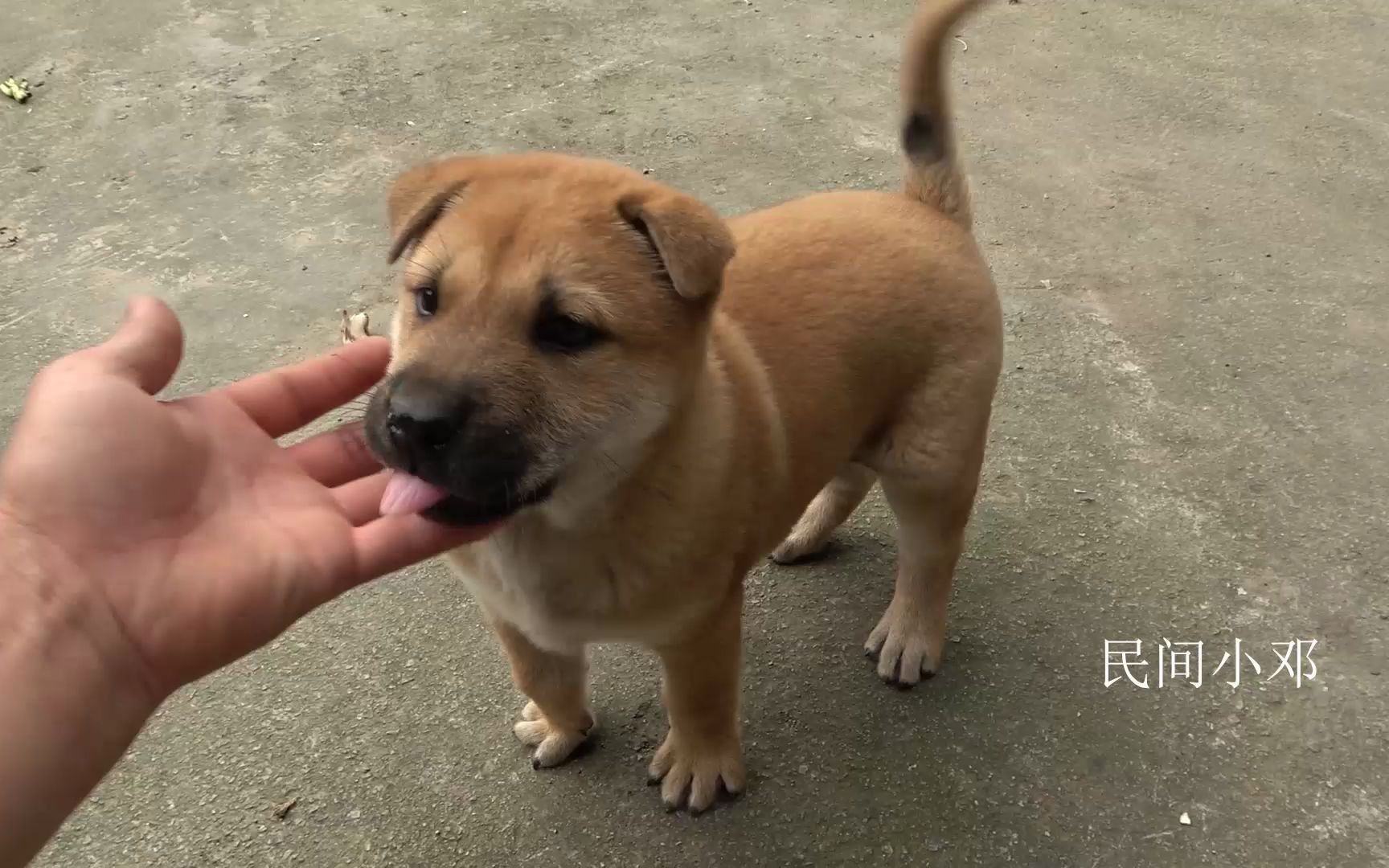 小伙花500块买了一只小黄狗,虎头猫耳非常可爱,你说值吗