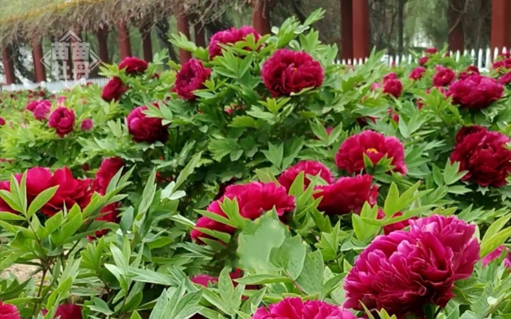 赶在疫情交通管制前到货的牡丹墨润绝伦开箱