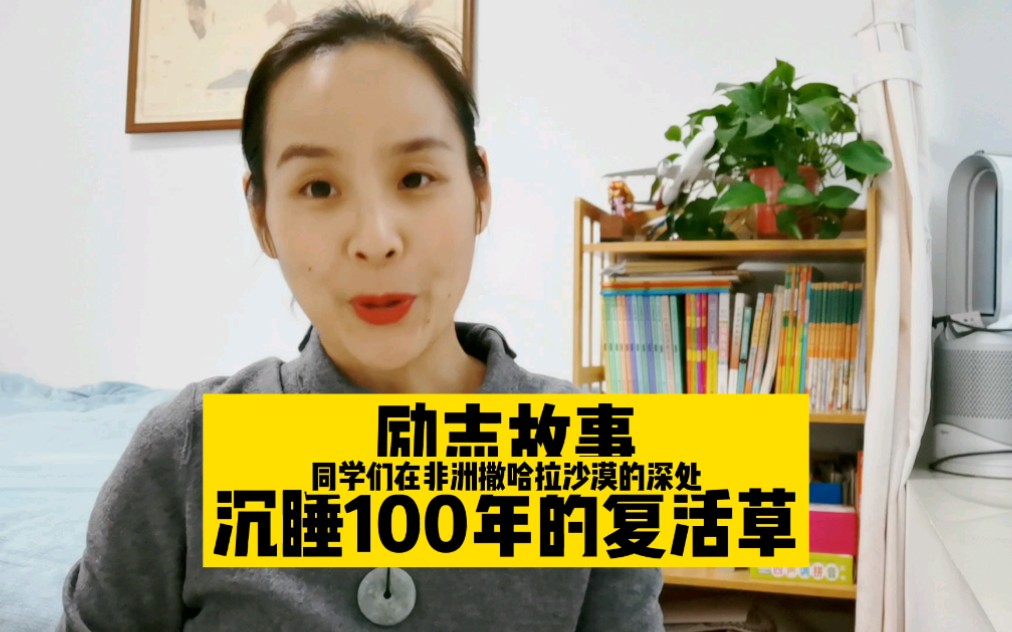 励志故事~沉睡100年的复活草哔哩哔哩bilibili