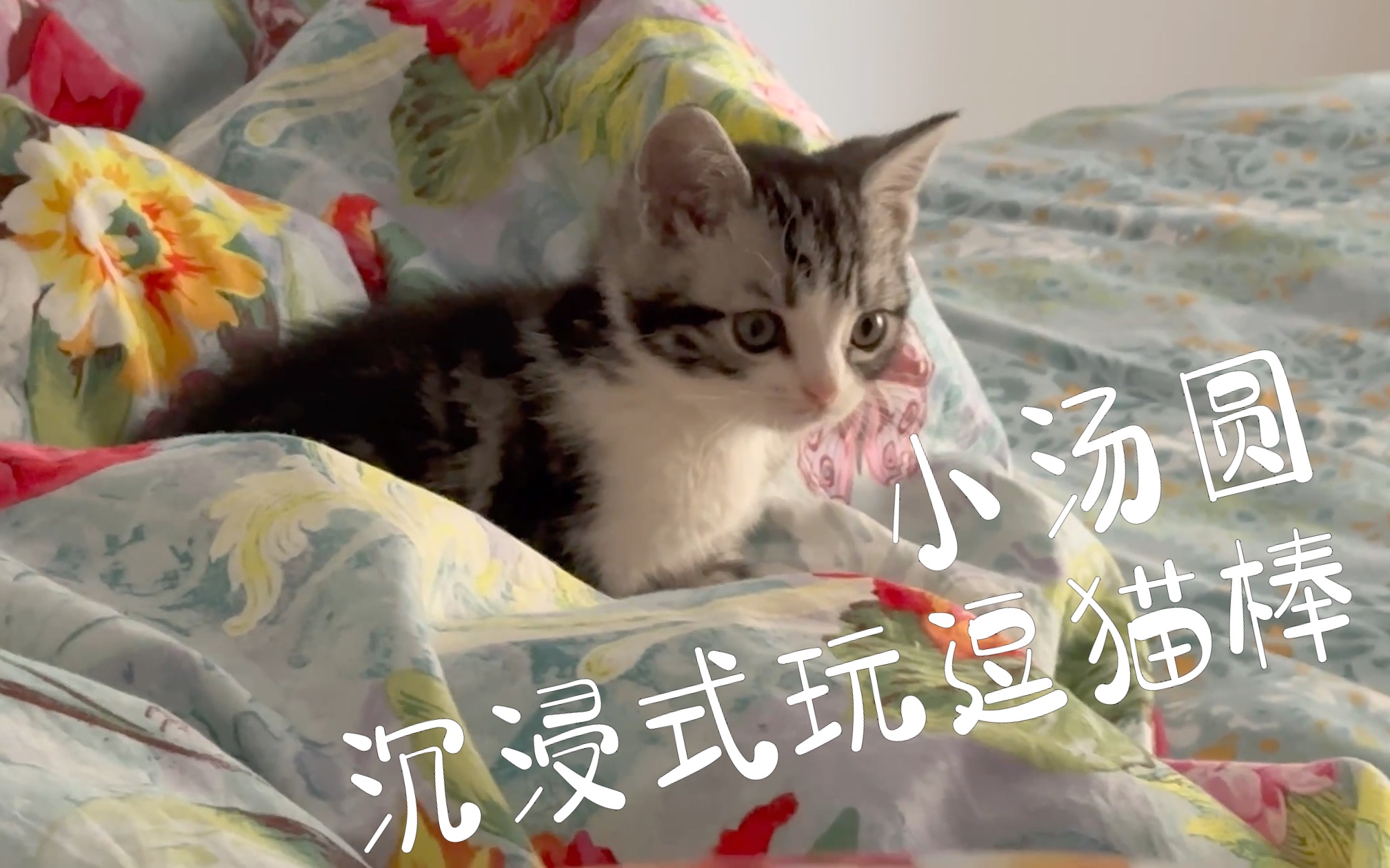 小奶猫沉浸式玩逗猫棒哔哩哔哩bilibili