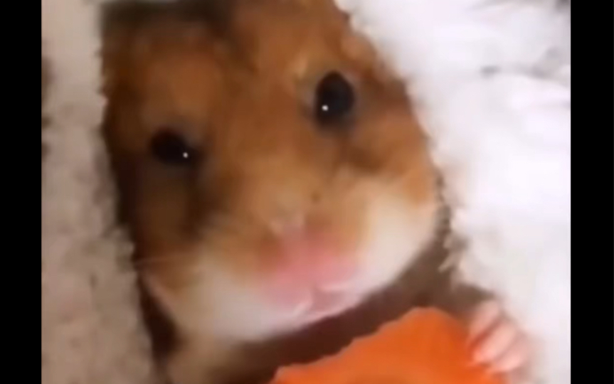 权顺荣|不能说很像但简直一模一样的仓鼠派