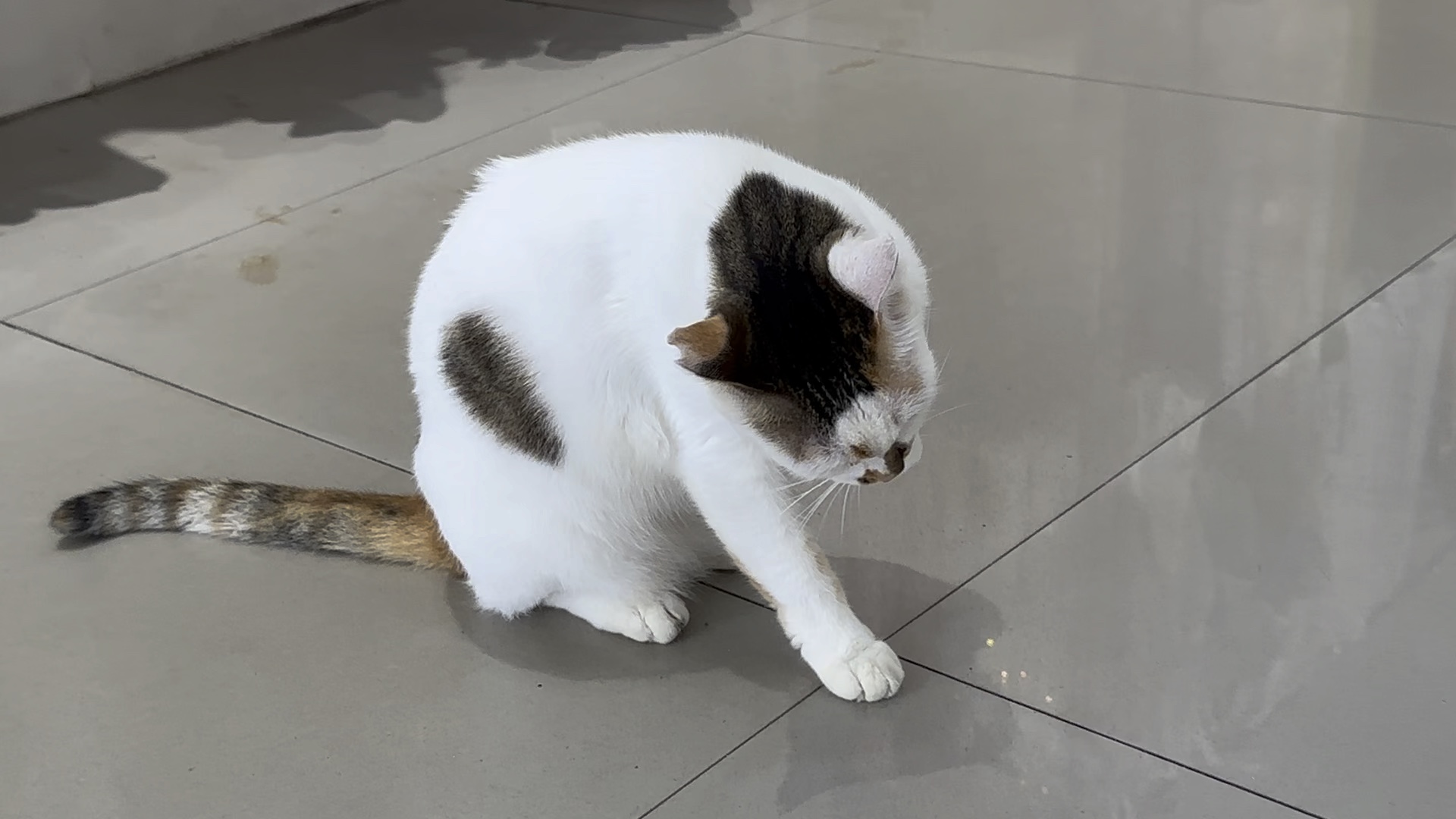 三花日本短尾猫图片