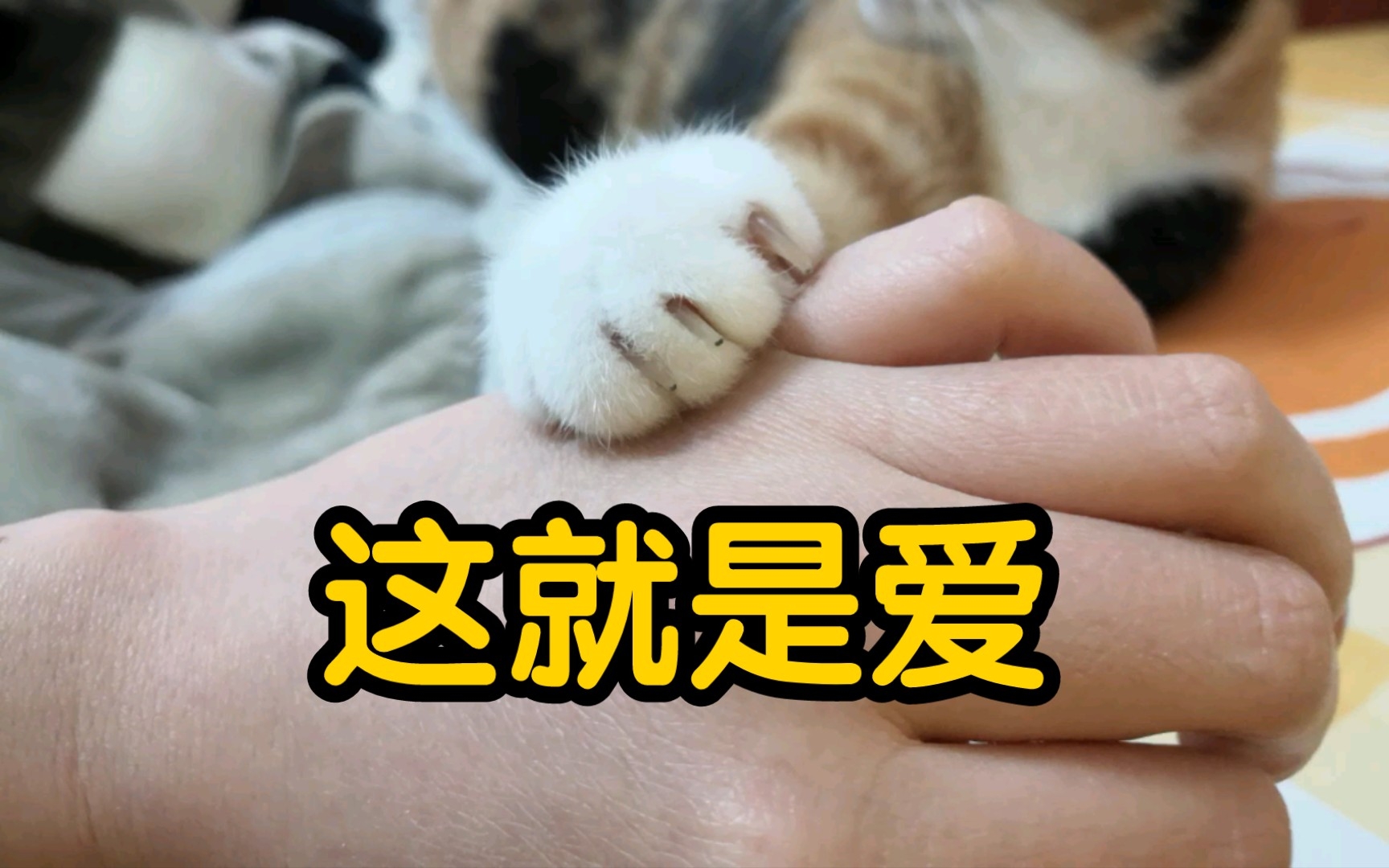 小猫咪就是要和妈妈手牵手睡觉