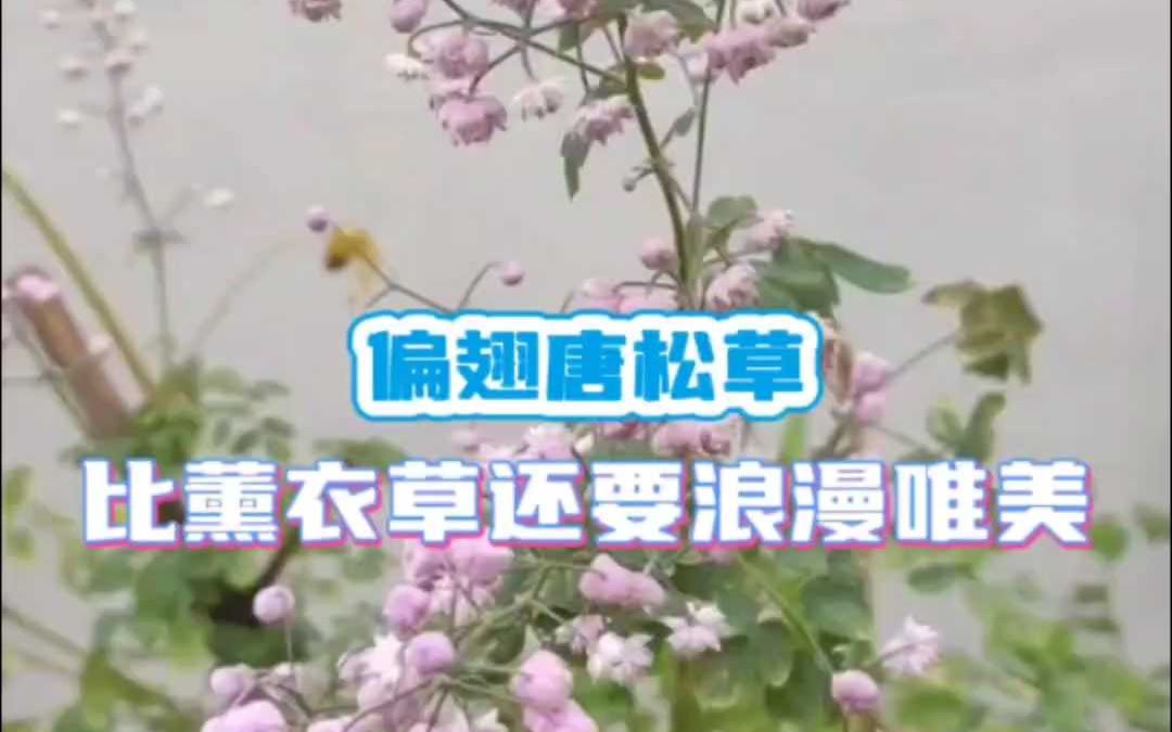 偏翅唐松草比薰衣草还要浪漫唯美哔哩哔哩bilibili