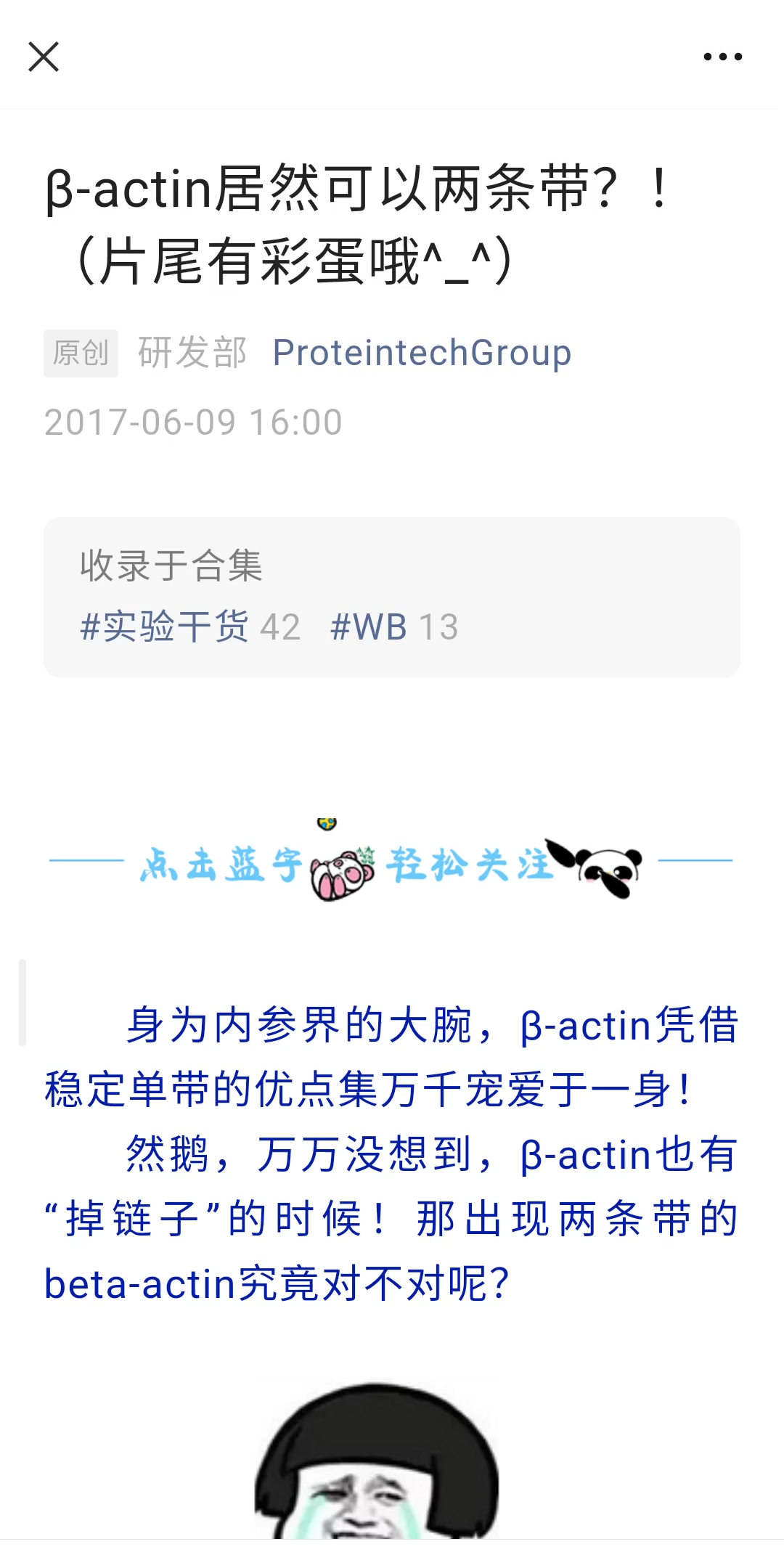 Šactin为啥出现双条带哔哩哔哩bilibili