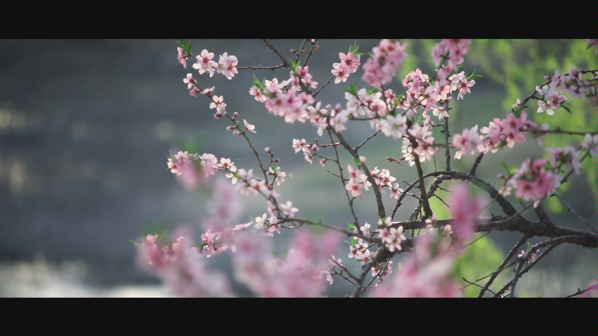 [图]【花开春天】竹外桃花三两枝，春江水暖鸭先知