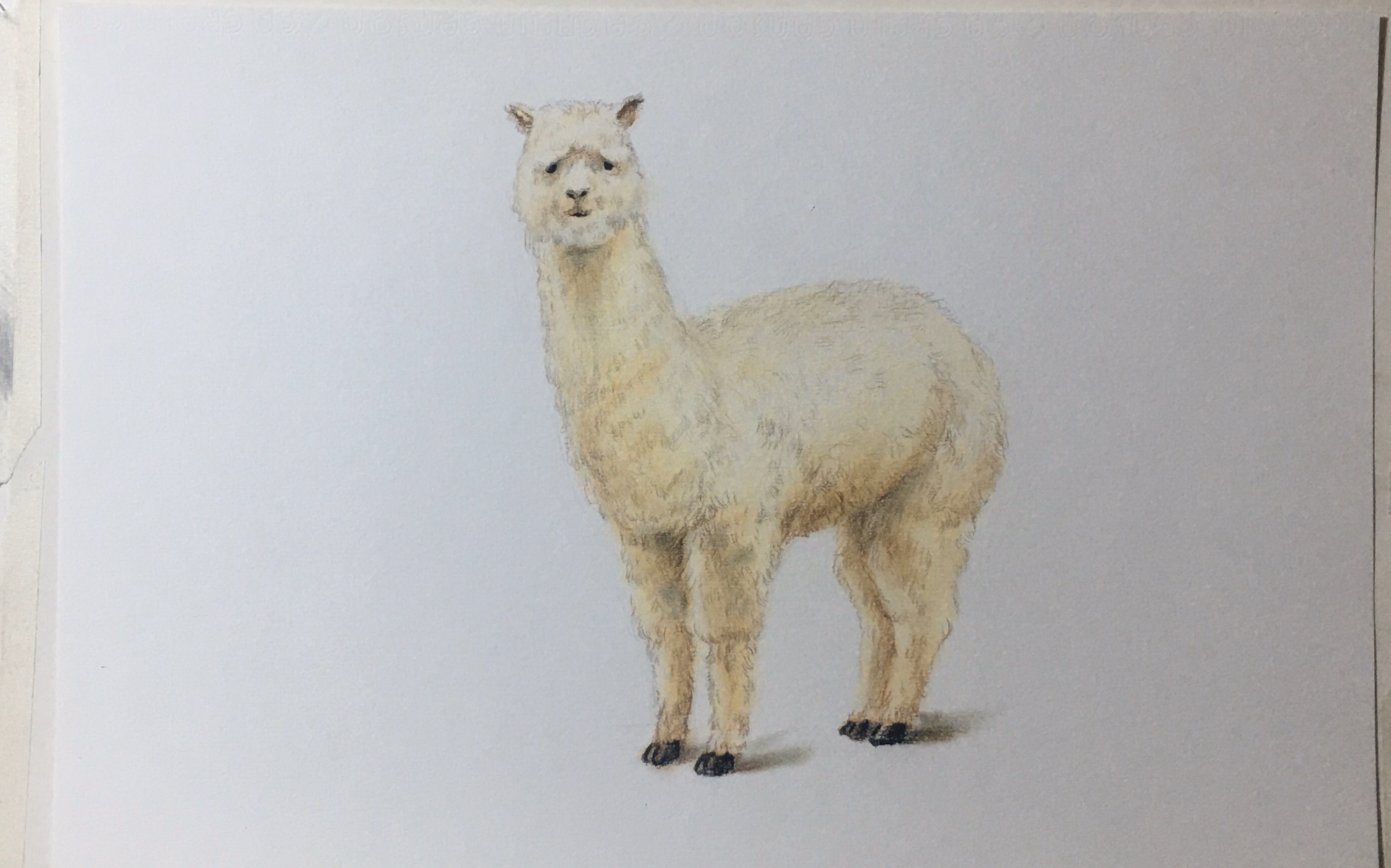 彩铅零基础_羊驼