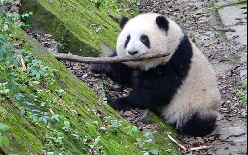 花花用木棍向大家展示猛兽的咬合力,拿着麻袋的你怕不怕【大熊猫和花