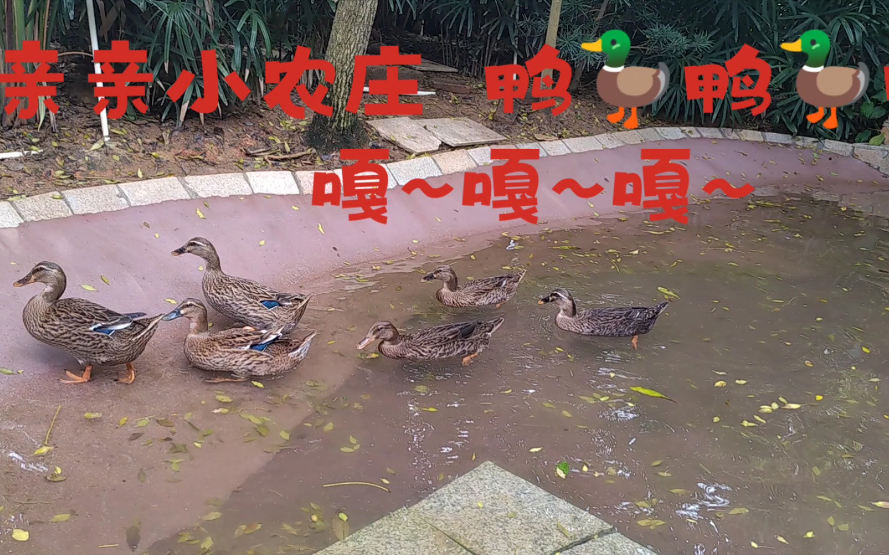 [图]小鸭子🦆嘎嘎嘎~