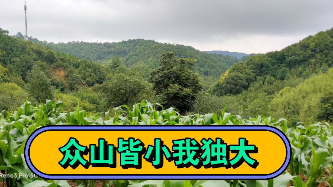 酉峰独大为用神,后靠穴星金钟罩,这是个发武贵的地!哔哩哔哩bilibili