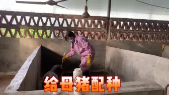 下载视频: 给母猪配种了，公猪拼尽全力爬墙，眼睛都红了