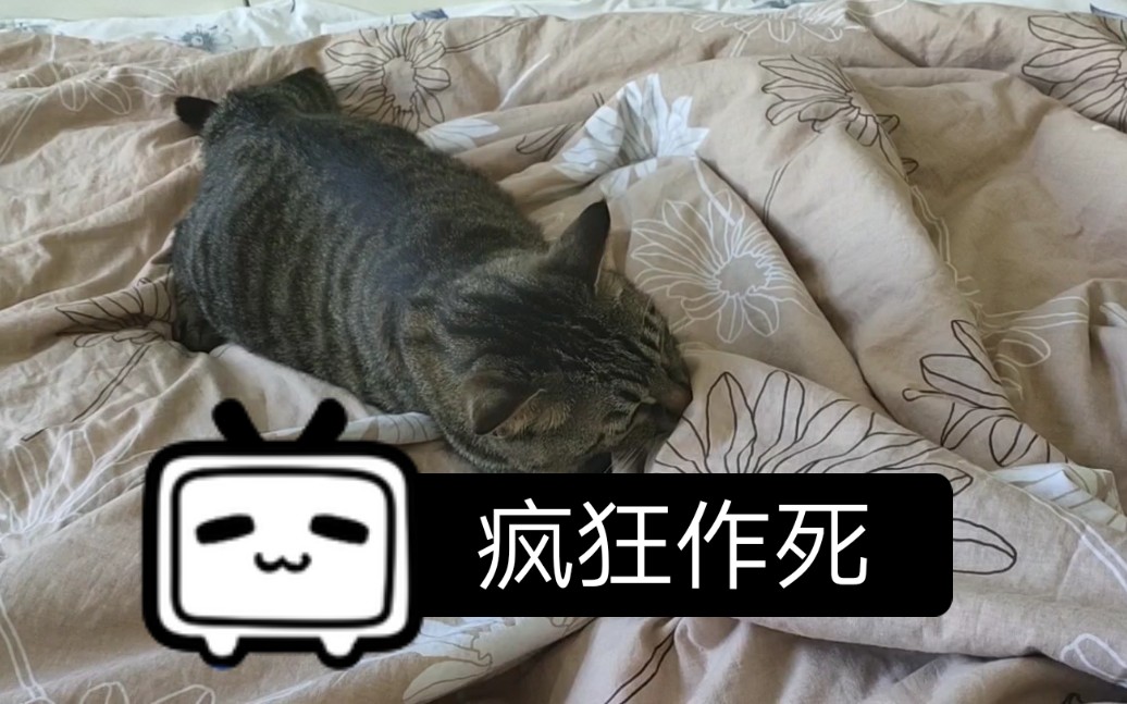 【狸花猫】在死亡的边缘疯狂的试探
