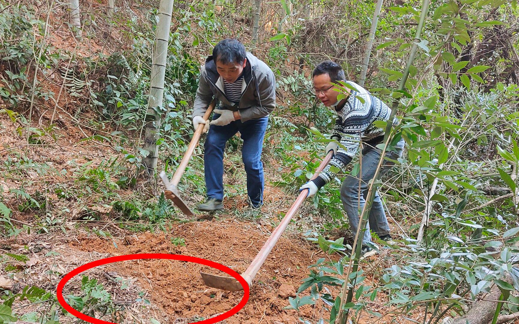 挖冬笋照片图片