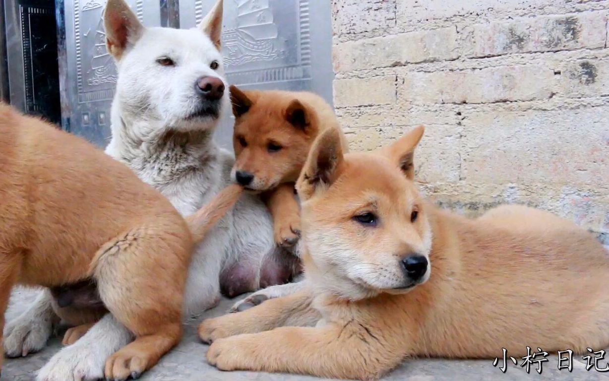 【田园犬】一窝5只小奶狗,只剩下3只了,希望它们在新家也开心快乐