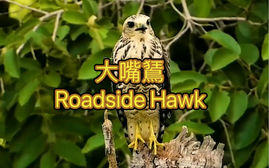 [图]大嘴鵟 Roadside Hawk