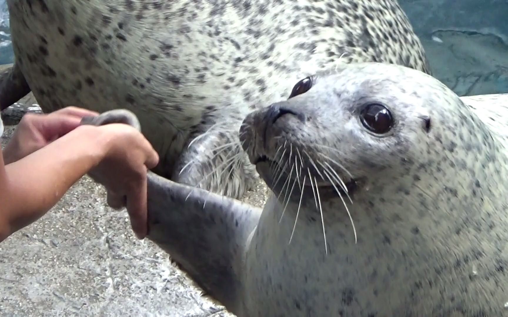 [图]京都水族馆 给海豹剪指甲