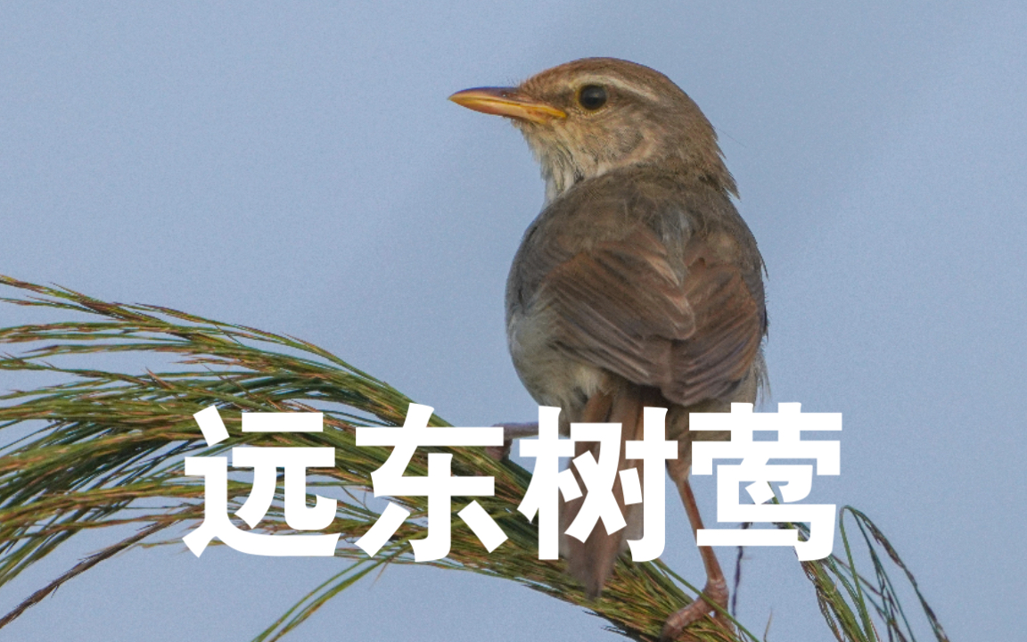 【生态观察记】71远东树莺的歌声