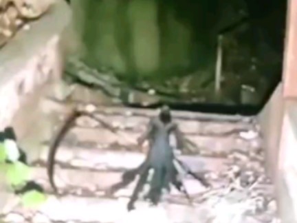 考拉live22:00直播户外探险小亮 镰刀鬼