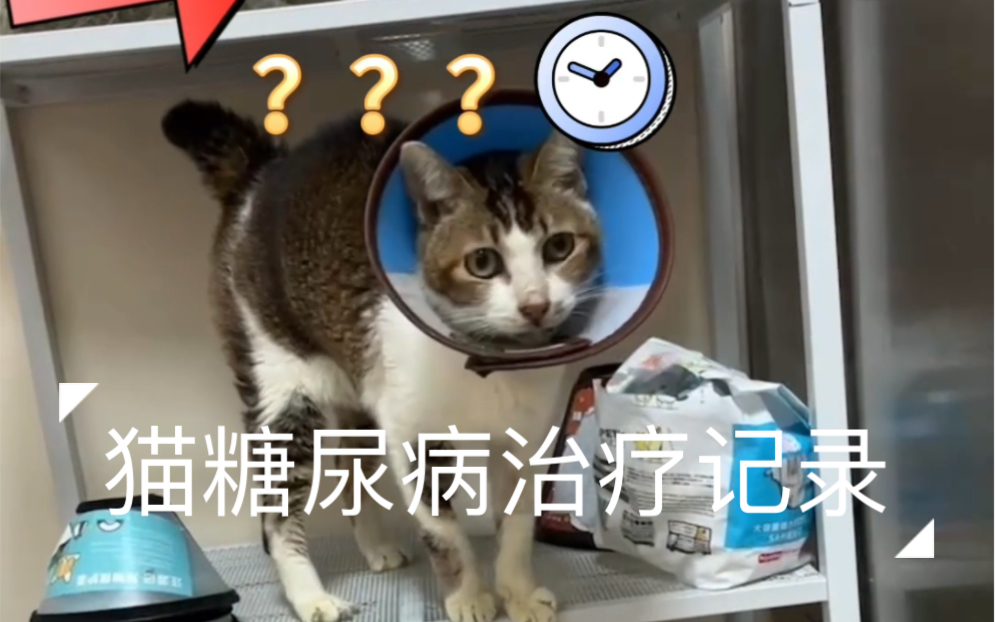 猫咪糖尿病治疗周记哔哩哔哩bilibili