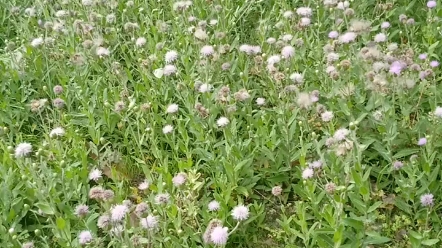 止血的野草剔剔牙,开花也很美,还有蝴蝶在飞哔哩哔哩bilibili