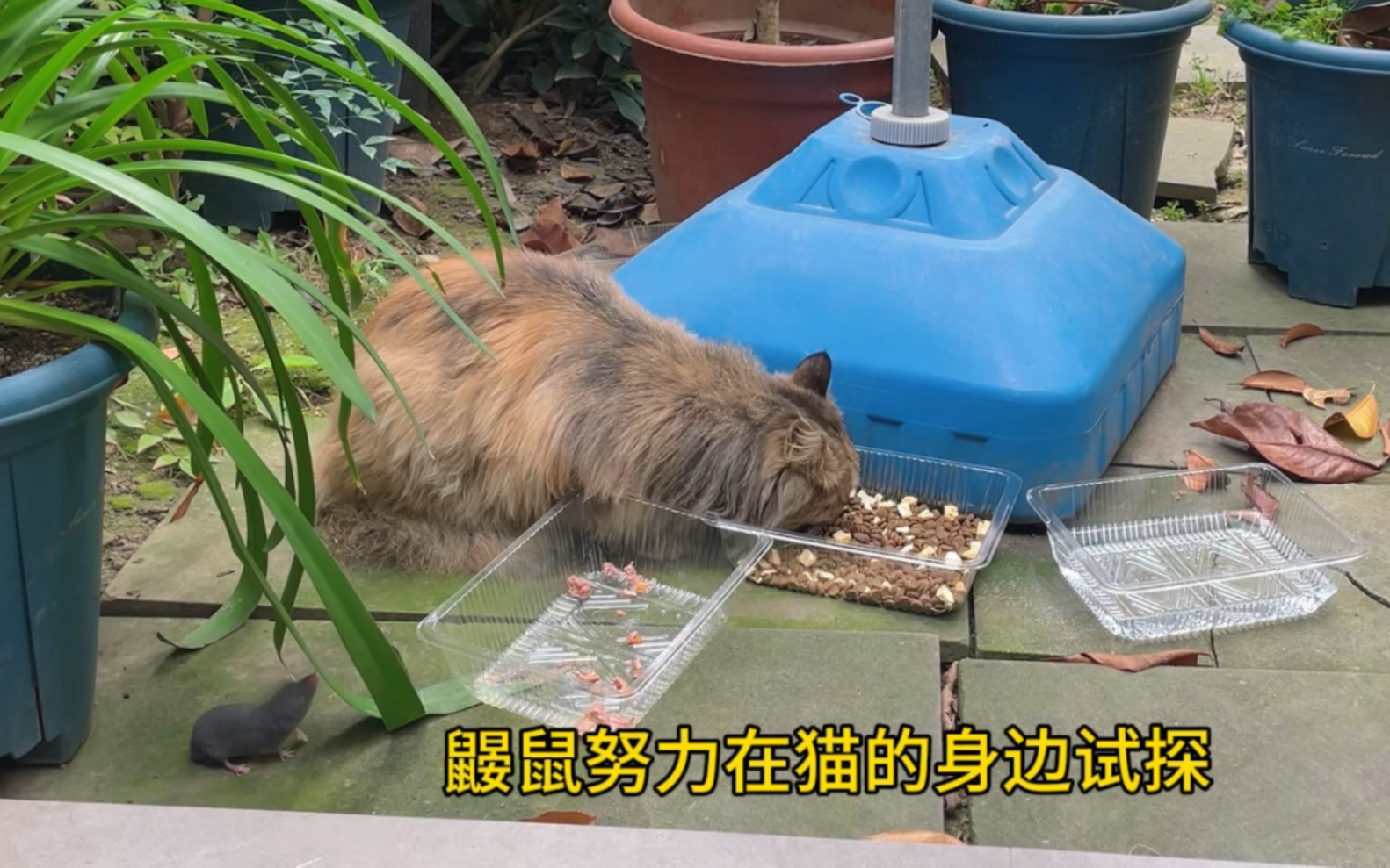 门口的鼹鼠想和仙女猫抢吃的,…庆幸你是鼹鼠,要是普通老鼠,明年的今天就是你的祭日…哔哩哔哩bilibili