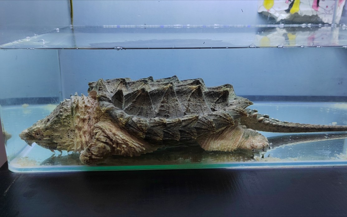 变异大鳄龟口腔图片