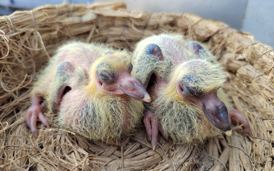 孵蛋中的鸽子护蛋,想看下鸽蛋被它用翅膀扇,出壳的小鸽子都健康