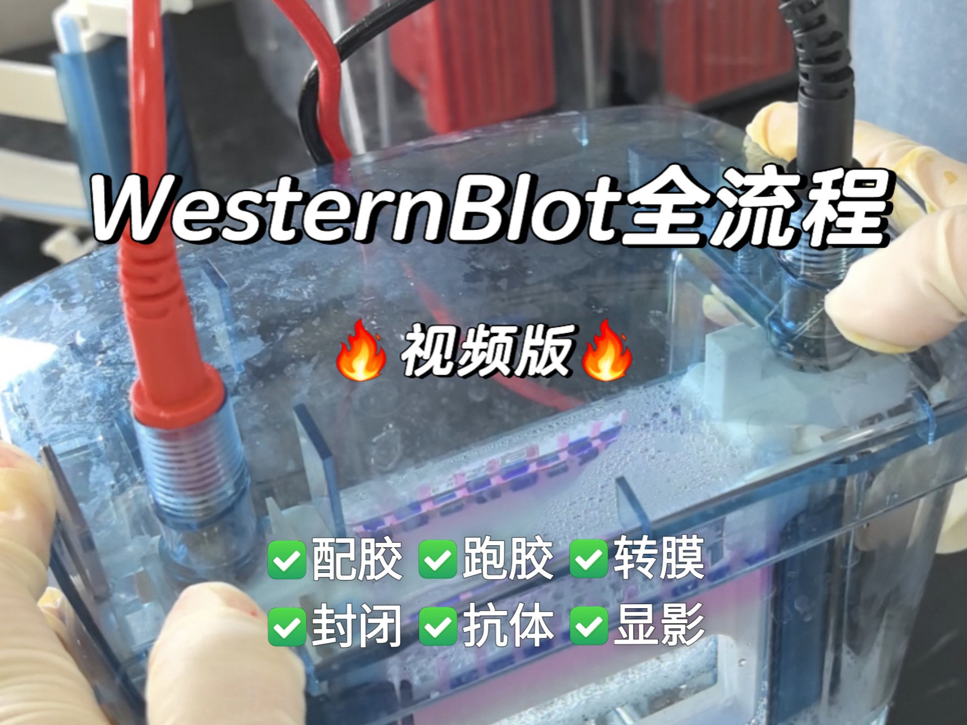 Western Blot Full Protocol Video Version