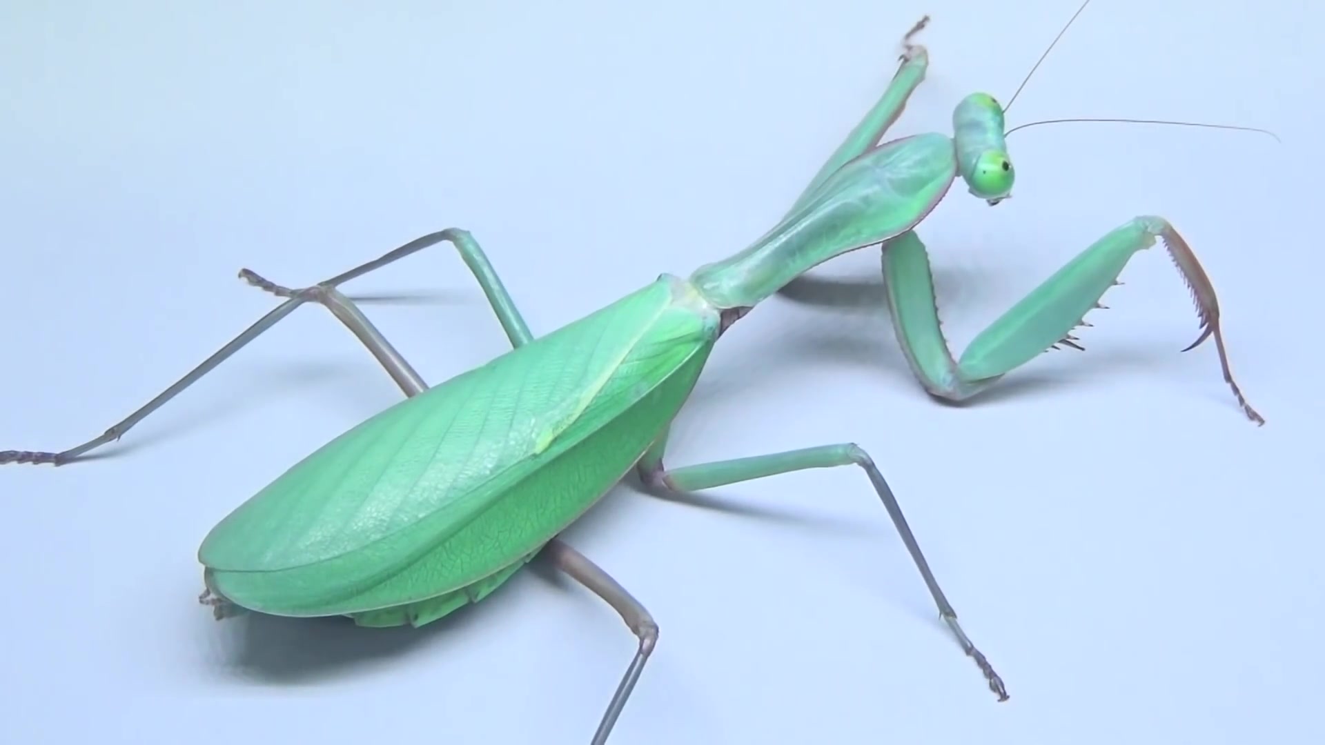 澳洲宽腹捕食大麦虫