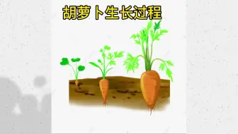 胡萝卜花成长过程 哔哩哔哩 Bilibili