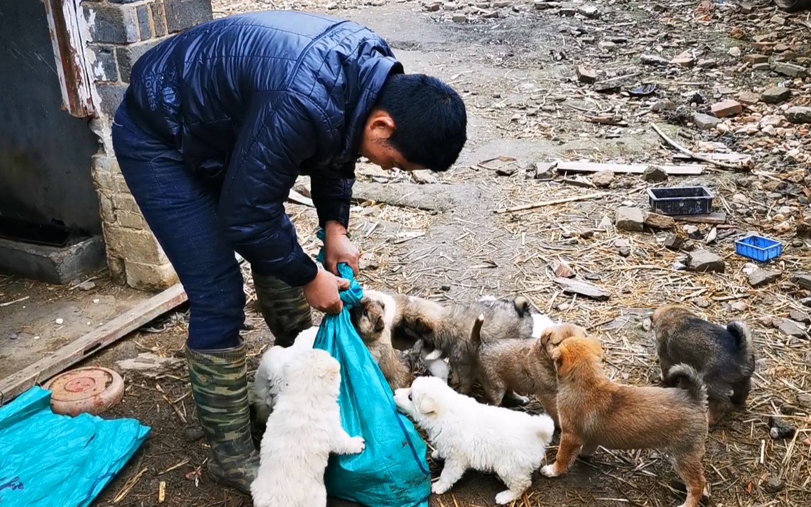 40元一隻土狗,小鄧這次買了一窩小狗崽,養狗場的規模越來越大了