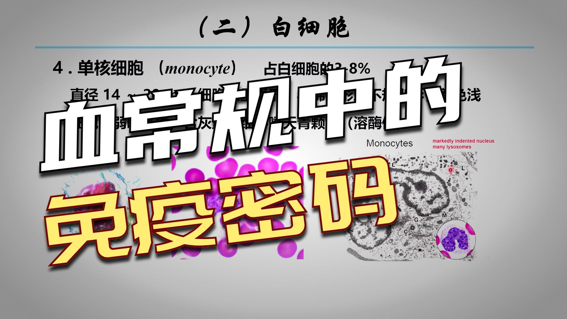 血液（二）