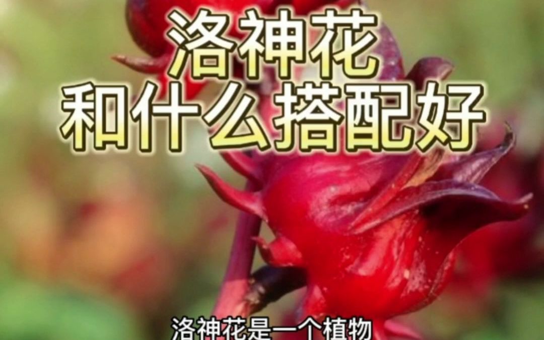 洛神花搭配大全功效?洛神花泡酒功效与作用?哔哩哔哩bilibili