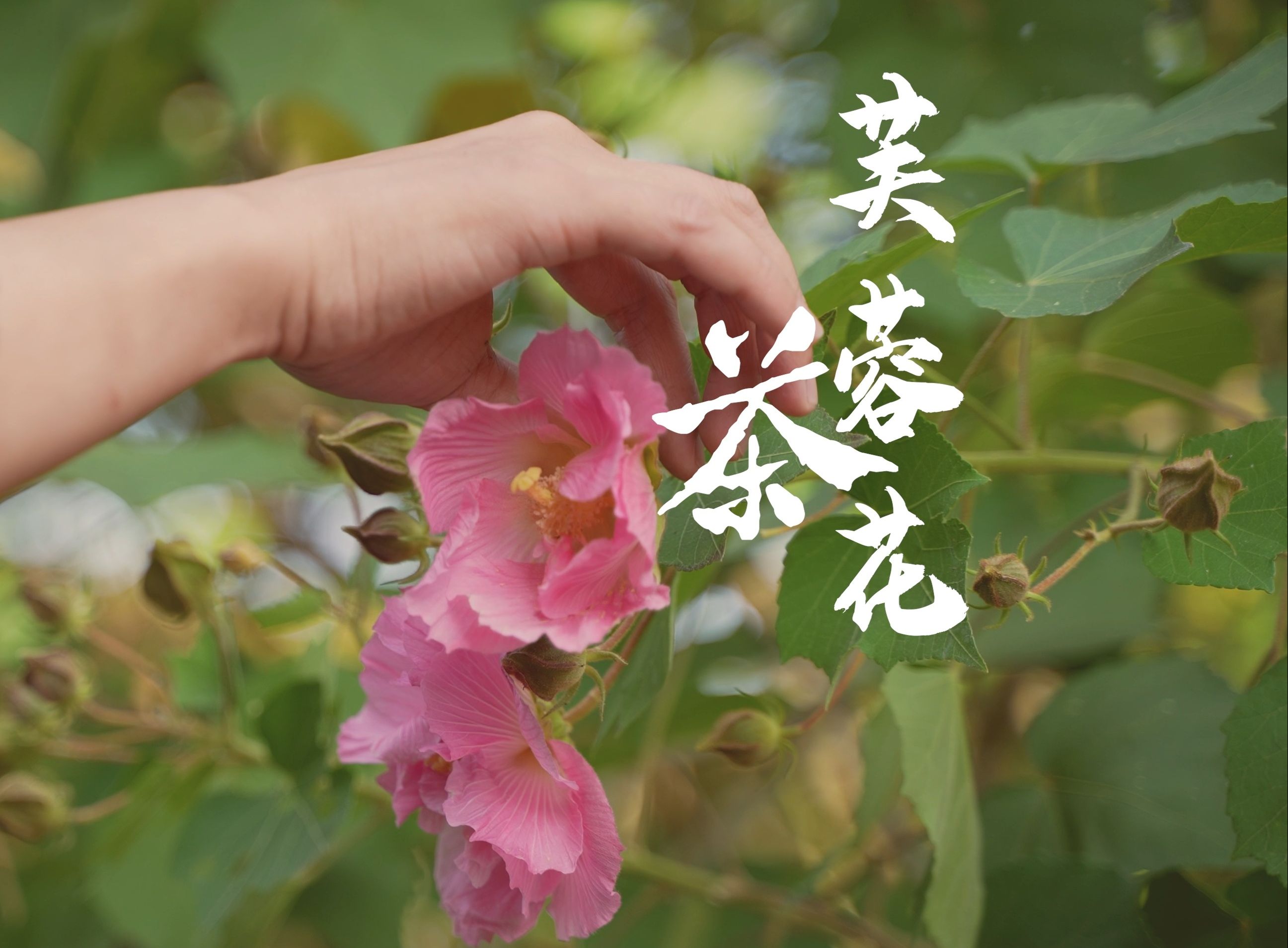 喝茶也会醉,醉在芙蓉花茶下,润润暖冬入梦.