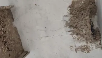 乘着燕妈妈不在家，冒死偷拍