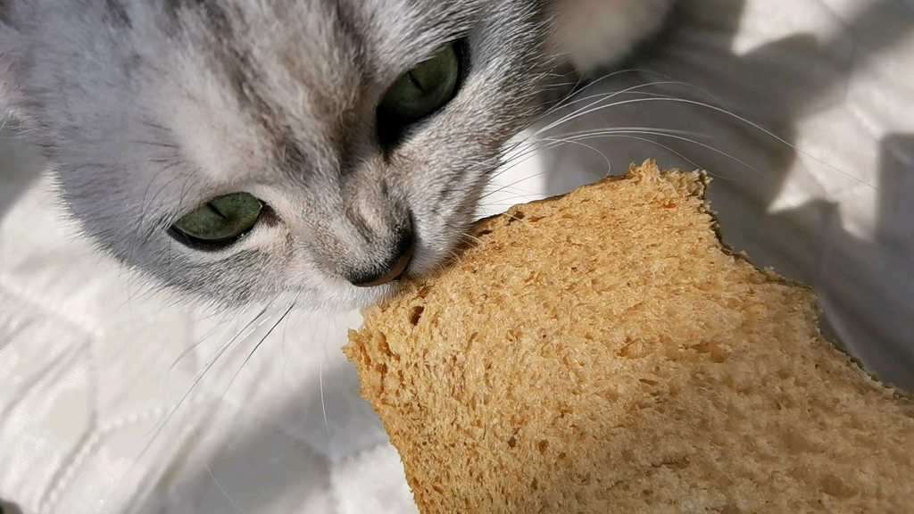 喜欢吃面包的小猫咪