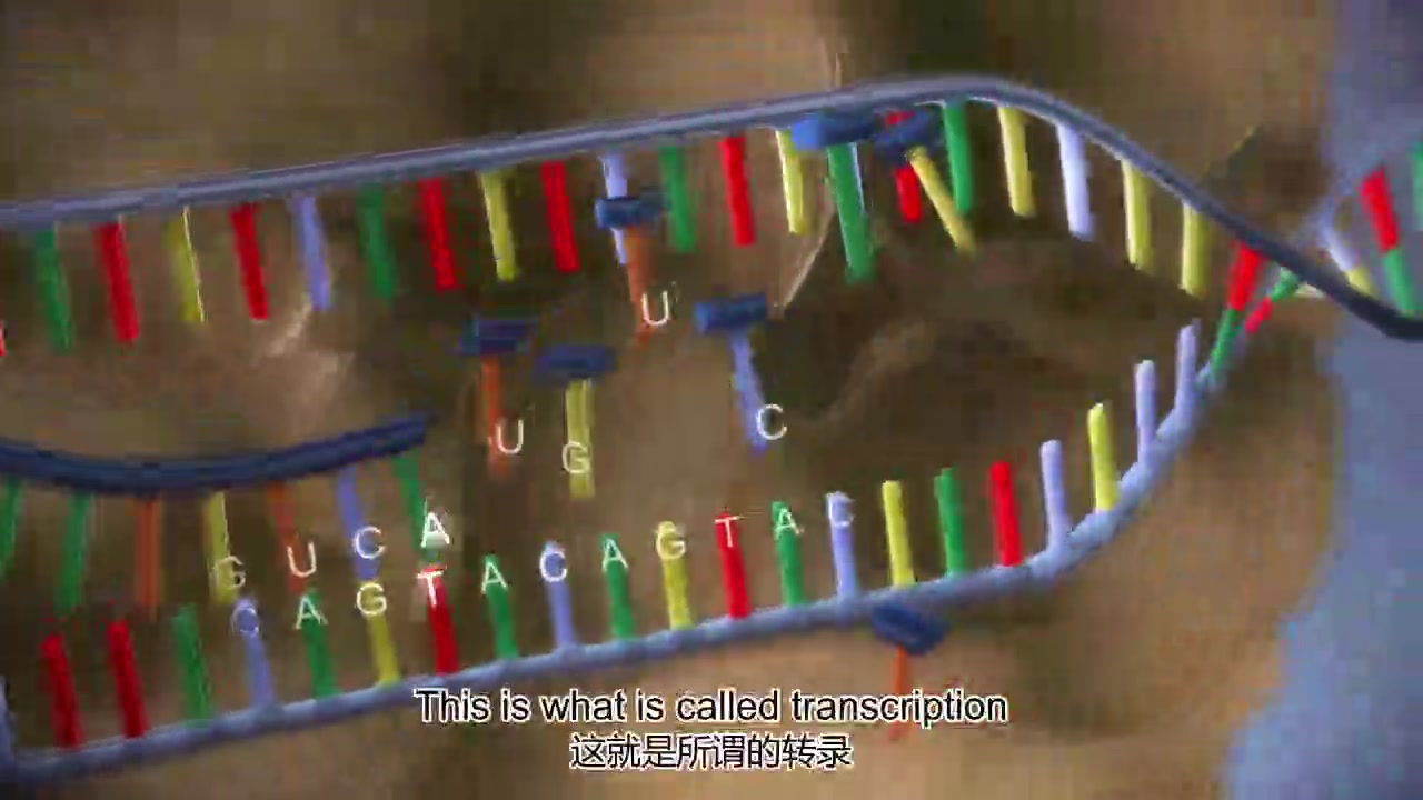 [图]【分子生物学】从DNA到蛋白质 RNA的转录翻译 3D动画 中英字幕 from DNA to protein - 3D