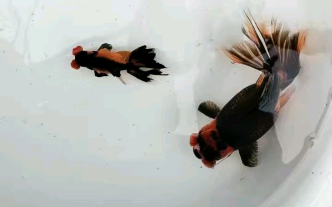 【传统金鱼】极有特色的绒球