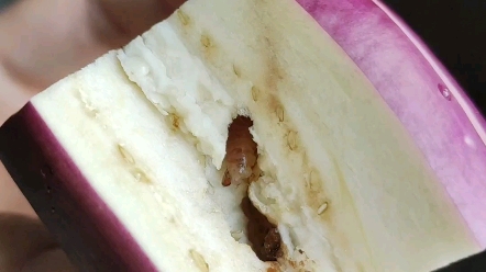 活动作品虫子紫茄子里的虫子