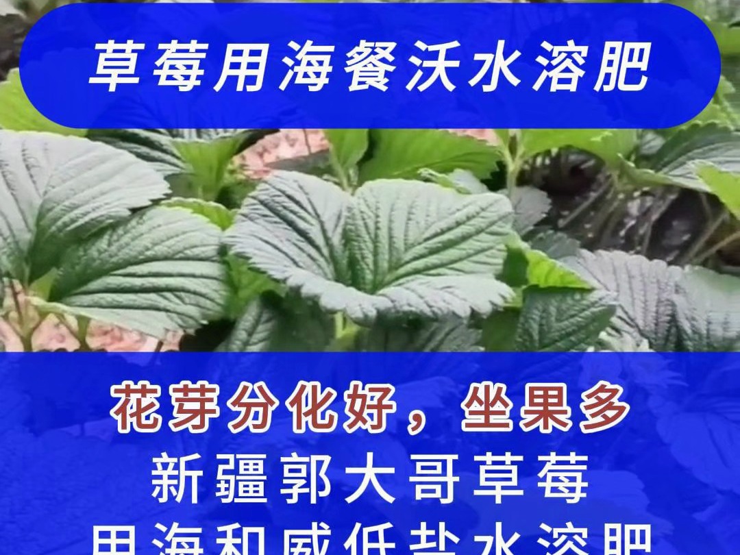 生根剂花芽分化好,坐果多!2024.11.27新疆郭大哥草莓用海和威低盐水溶肥,抗低温,不僵苗.哔哩哔哩bilibili