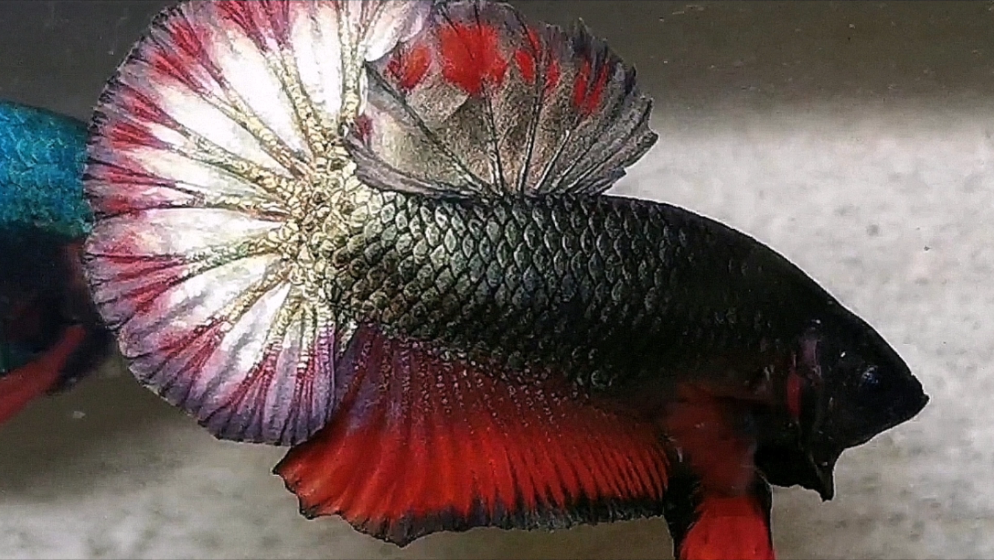 黄铜将军,泰国斗鱼扑克斗鱼作品,欢迎各位粉丝选购