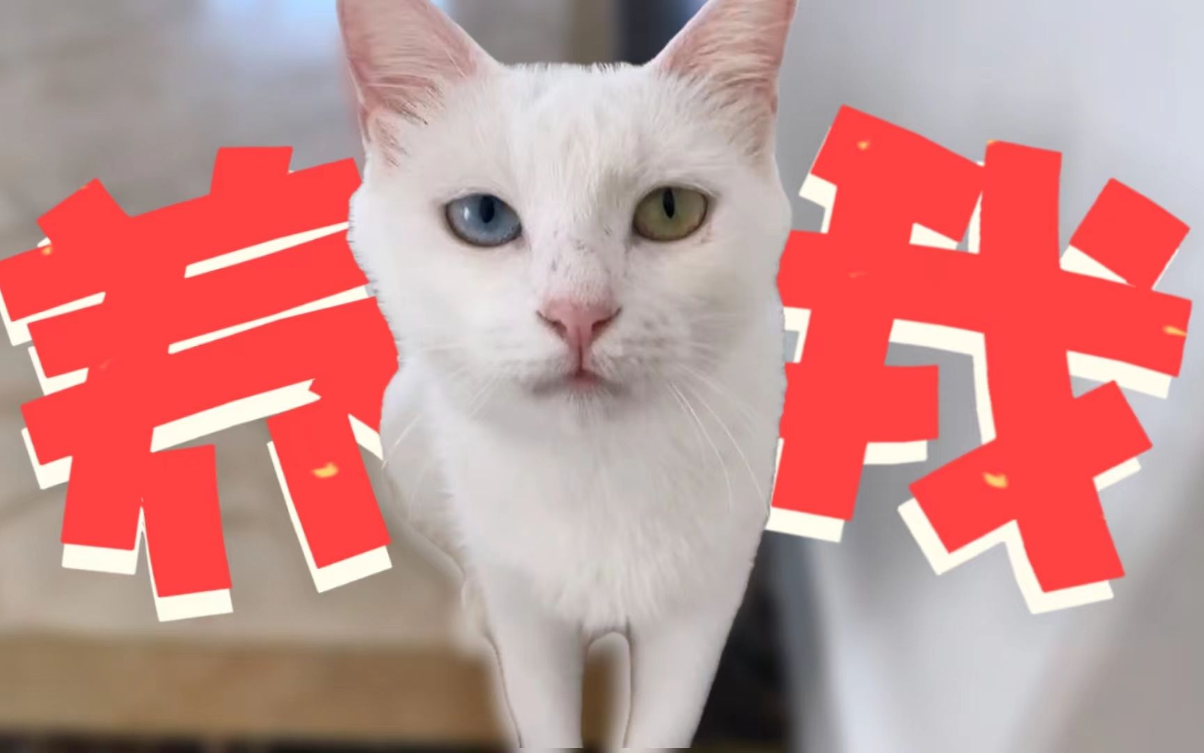 [图]低成本“绑架”流浪猫！