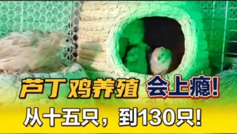芦丁鸡养殖会上瘾，从十五只到130只，送不完的种蛋孵不完的鸡！