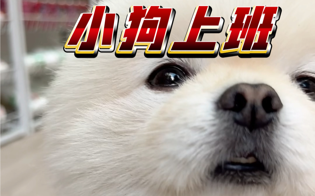 小狗开始上班了!