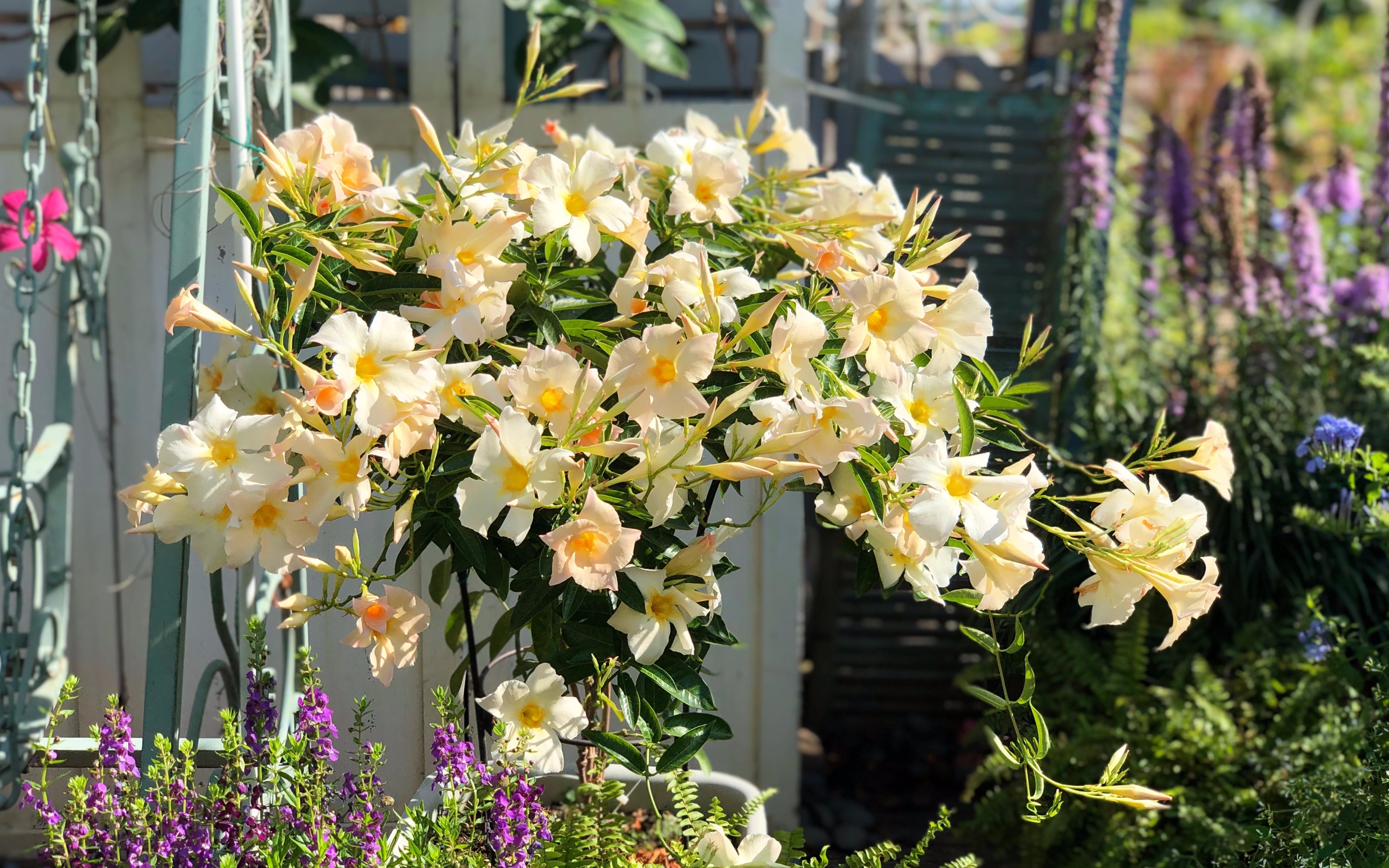 【种了个球】珊园云赏花 2019 07 02杏色飘香藤