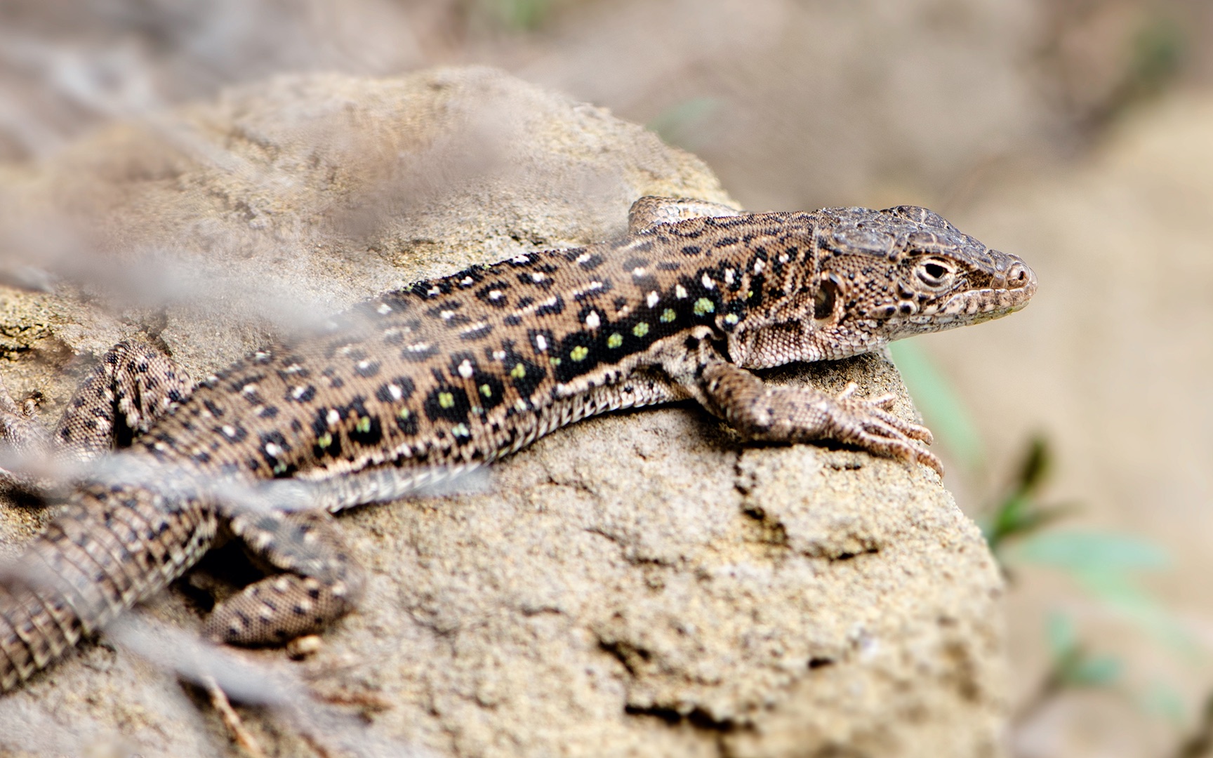 活动作品敏麻蜥恋恋了咬住就不松口