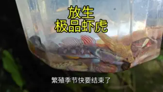 Video herunterladen: 繁殖季节快要结束了，把家里的虾虎鱼先放掉一部分，赶一下末班车。顺便去下游的河里换一些夏天养在缸里不会融鳍的品种；还偶然遇到大量的圆吻鲴试图逆流而上繁殖。